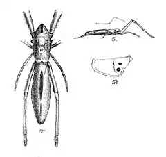 Description de l'image Miagrammopes gulliveri pt168.jpg.
