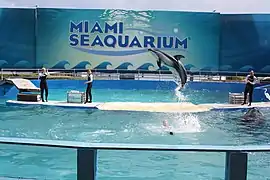 Un dauphin à flancs blancs du Pacifique, pendant un spectacle.