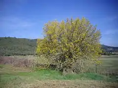 Micocoulier de Provence en fleurs.