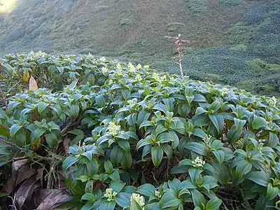 Miconia coriacea  à la Soufrière (Guadeloupe)