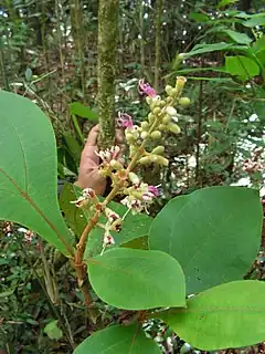 Description de l'image Miconia tomentosa - Flickr - Tarciso Leão (3).jpg.