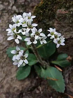 Description de l'image Micranthes virginiensis - Virginia Saxifrage 2.jpg.