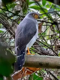 Description de l'image Micrastur mintoni - Cryptic Forest Falcon; Parauapebas, Pará, Brazil.jpg.