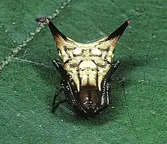 Description de l'image Micrathena.acuta.-.tanikawa.jpg.