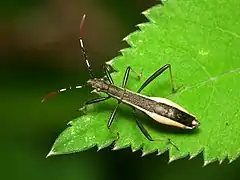 Alydidae : Micrelytra fossularum