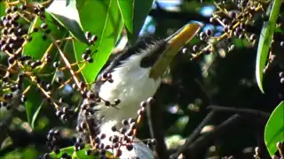 Ménagerie du jardin des plantes - Paris/France