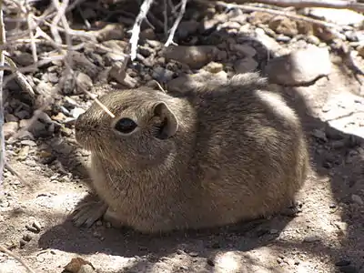 Cobaye nain austral (Microcavia australis).