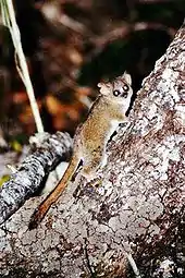 Microcèbe mignon s'accrochant sur le côté d'un arbre, regardant l'objectif. Le flash de l'appareil reflète dans ses yeux.