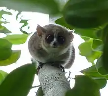 Un microcèbe, lémurien aux airs de souris perché verticalement le long d'un tronc, la tête vers le bas regardant en direction de l'appareil photo.