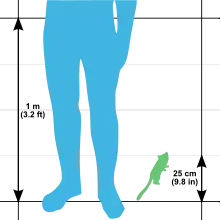 Illustration montrant le schéma d'une jambe humaine de 1 m de haut pour le comparer au schéma d'un Microcèbe mignon de 25 cm