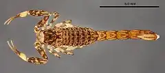 Description de l'image Microcharmus cloudsleythompsoni.jpg.