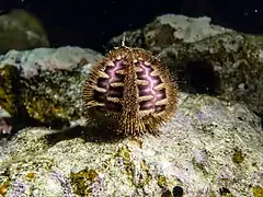 Oursin zig-zag (Microcyphus rousseaui) en Mer Rouge.