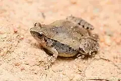 Description de l'image Microhyla mukhlesuri, Mukhlesur's narrow-mouthed frog - Mueang Loei District, Loei Province (47943209702).jpg.