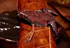 Description de l'image Microhylid Frog (Chiasmocleis shudikarensis) (39039339741).jpg.