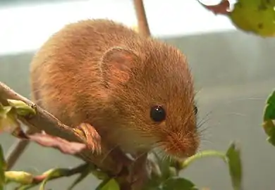 Souris naine (Micromys minutus)