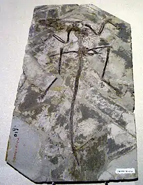 Image illustrative de l’article Archaeoraptor