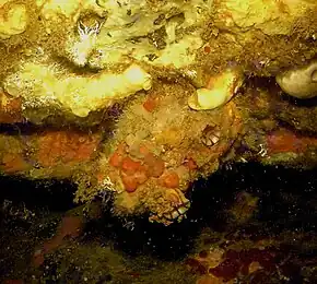 Figue de mer (Microcosmus sabatieri)