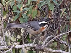 Description de l'image Microspingus alticola - Plain-tailed Warbling-finch, Cajamarca, Peru (cropped).jpg.