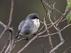 Description de l'image Microspingus cinereus Cinereous Warbling-Finch; Botumirim State Park, Minas Gerais, Brazil.jpg.