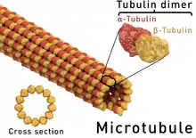  Structure d'un microtubule. La coupe transversale d'un microtubule montre qu'il est constitué de 13 protofilaments.