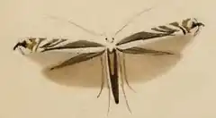 Description de l'image Micrurapteryx kollariella ill.JPG.