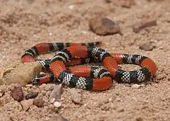 Serpent de corail Micrurus frontalis