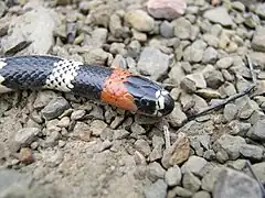 Description de l'image Micrurus serranus 3.jpg.