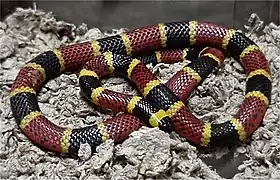 Un serpent venimeux : le serpent corail (Micrurus tener)