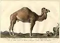 Le Dromadaire.Camelus dromedarius.