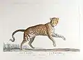 La Panthère (mâle).Panthera pardus.