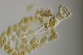 Ptygura pilula, un Flosculariidae.