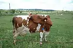 photo couleur d'une vache pie rouge sans corne. La morphologie est fine et la mamelle développée.