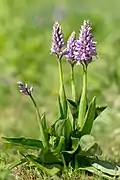 Orchis guerrier.