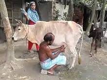 Photo couleur montrant un vieil homme trayant une maigre vache blanche. A quelques pas, un veau est attaché à un arbre.