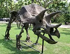 Squelette de Triceratops exposé dans le parc de la Victoire à Millau en 2019.