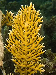 Millepora alcicornis, un Milleporidae