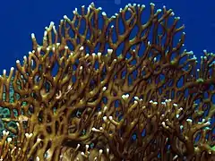 Forme ramifiée, Millepora dichotoma