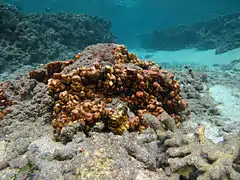 Forme massive, Millepora exaesa