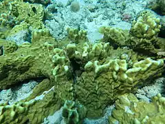 Une colonie de corail de feu en plaques (Millepora platyphylla)