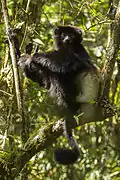 Propithèque de Milne-Edwards Propithecus edwardsi