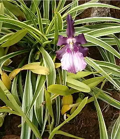 Description de l'image Miltonia moreliana Miltonia spectabilis moreiana OrchidsBln0906b.jpg.