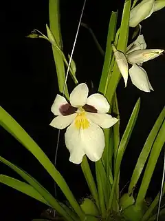 Description de l'image Miltoniopsis roezlii.jpg.