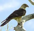 Un Caracara à tête jaune au réservoir de Camatagua.