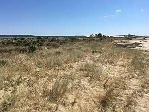 Végétation de la flèche du Mimbeau, vue du nord.