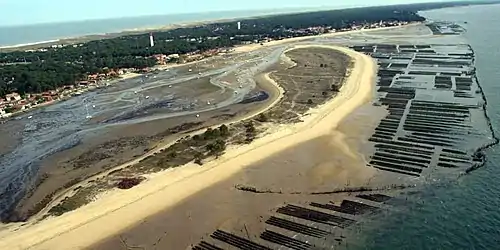 Le Mimbeau (côte interne du Cap-Ferret).