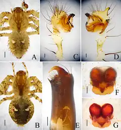 Description de l'image Mimetus lingbaoshanensis (10.5852.ejt.2019.525) Figure 3.png.