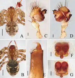 Description de l'image Mimetus yinae (10.5852.ejt.2019.525) Figure 6.png.