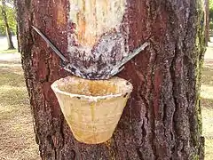 La care et le pot de résine à la maison forestière de Leslurgues.