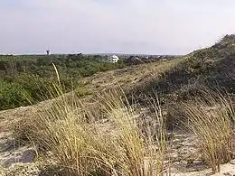 Gourbet (nom local de l'oyat) concourant à la protection des dunes à Mimizan.