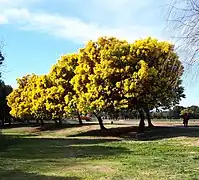 Mimosa dans le Parc de la Prade.